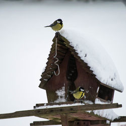 Bird perching on birdhouse