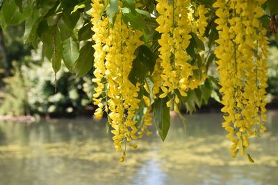 yellow