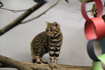 Close-up of sand cat against wall