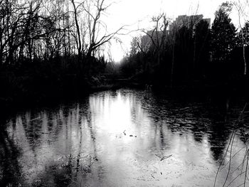 Reflection of trees in water