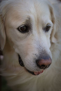 Close-up portrait of dog