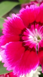 Close-up of pink flowers