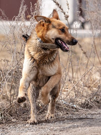 View of dog looking away on field