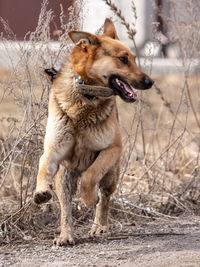 View of dog looking away on field