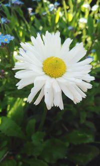 Close-up of white flower blooming outdoors