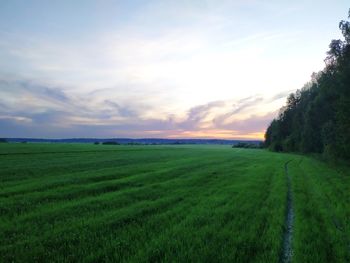 Scenic view of agricultural field against sky during sunset