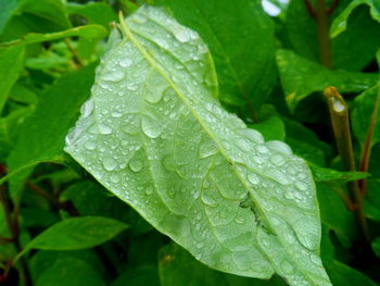 Close-up of wet leaves on rainy day