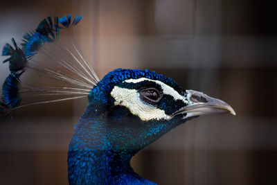 Close-up of peacock