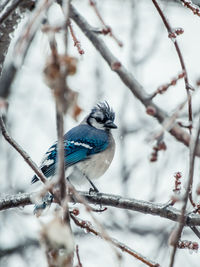 Close-up of bird perching on branch