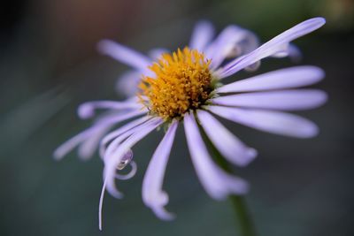 Close-up of purple flowering plant