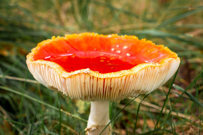 Close-up of mushroom growing on field