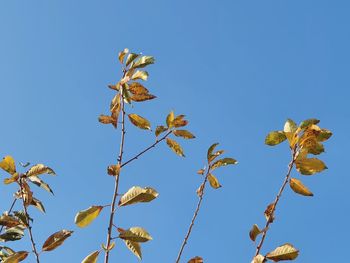 Low angle view of tree against clear blue sky