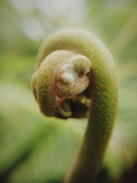 Close-up of plant against blurred background