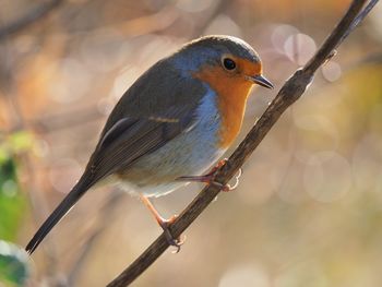 Close-up of bird perching outdoors