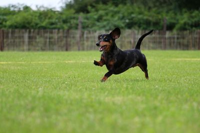 Black dog running on field