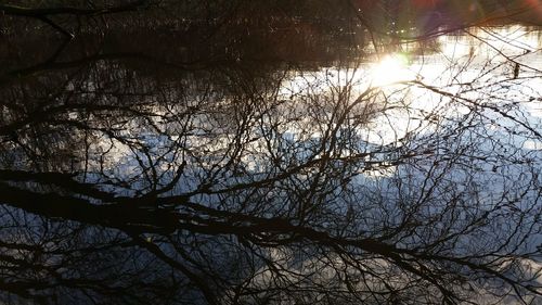 Reflection of trees in lake