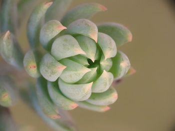 Close-up of succulent plant