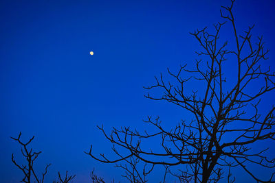 Low angle view of bare tree against blue sky