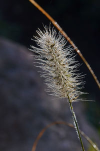 Close-up of dandelion