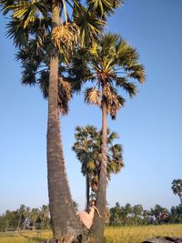 Palm trees on field against clear sky with beautiful women sitting on tree