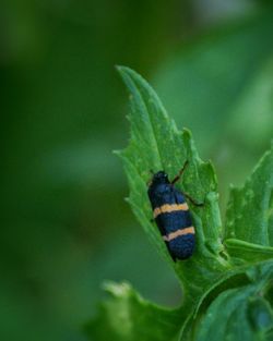 Close-up of insect on leaf