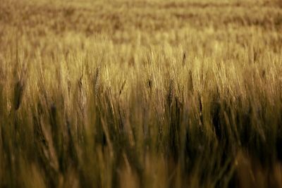 Full frame shot of wheat field