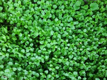 Full frame shot of plants