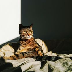 Portrait of cat resting on bed at home