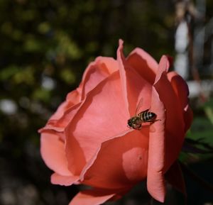 Close-up of insect on flower