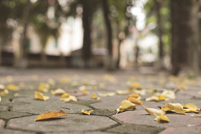 Close-up of dry leaves on road