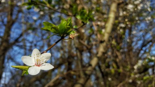 Close-up of fresh white flowers blooming in park