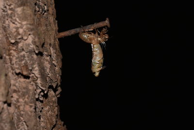 Close-up of insect on tree trunk against black background