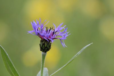 Close-up of purple cornflower