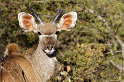 Adolescent kudu bull in namibia, africa