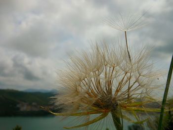 Close-up of water drops on plant against sky