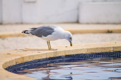 Side view of seagull perching on poolside