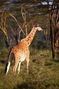 Giraffe standing on field