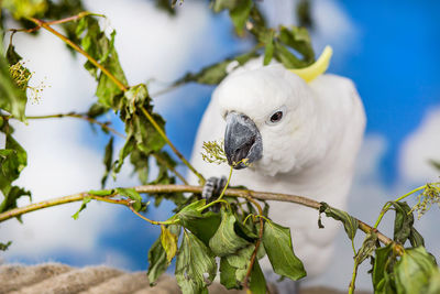 Close-up of parrot on branch against sky