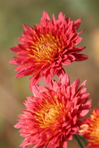 Close-up of pink dahlia blooming outdoors