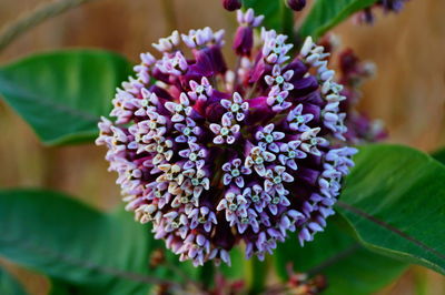 Close-up of purple flowers blooming outdoors