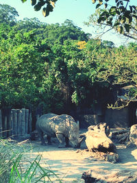 View of a reptile on a land