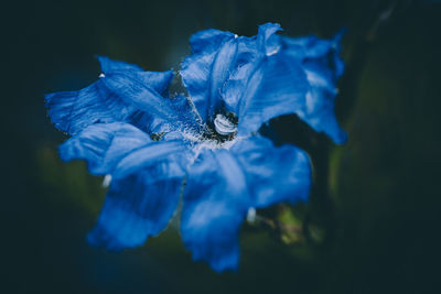 Close-up of wilted blue flower