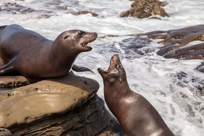 Close-up of sea lion on water