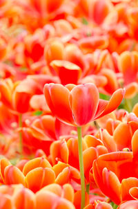 Full frame shot of red tulips