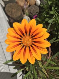 High angle view of orange flower