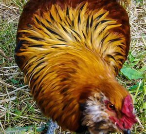 Close-up of an animal on field