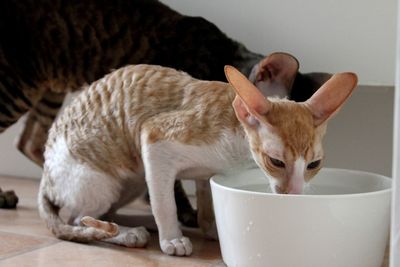 Cornish rex cat drinking water