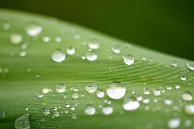 Macro image of raindrops on a leaf after a rain storm bokeh wallpaper background