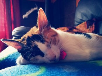 Close-up of cat sleeping on bed