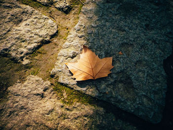 High angle view of maple leaf on rock